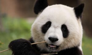 Sichuan – Au fil des merveilles