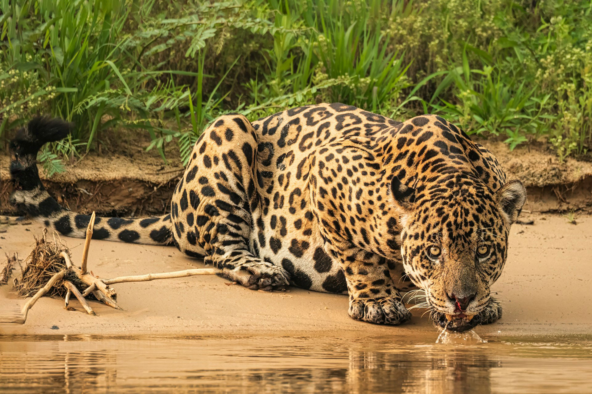 Pantanal – faune sauvage